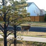 muledeerbuck