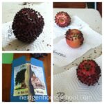 Friday Flashback: Projects, lapbooks & more!